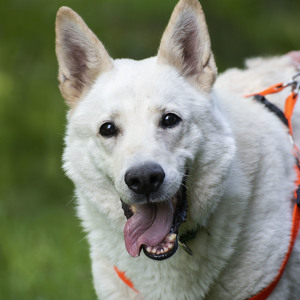 Kitsap Humane Society Staff